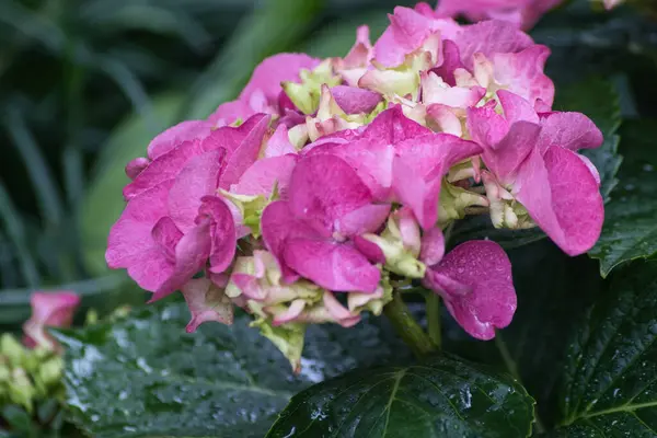 Bahçedeki güzel çiçekler