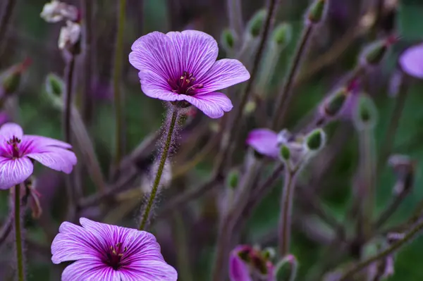 Bahçedeki güzel çiçekler