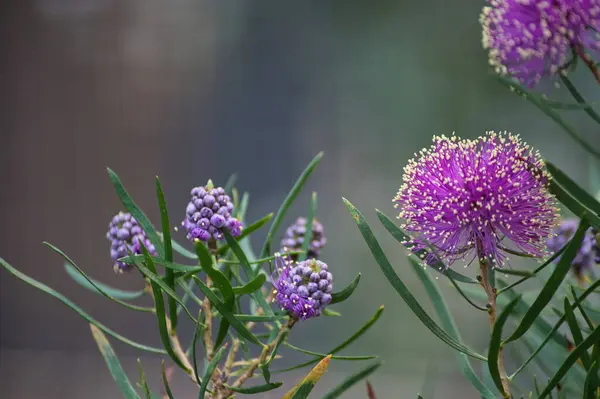 yeşil arkaplanda mor çiçekler
