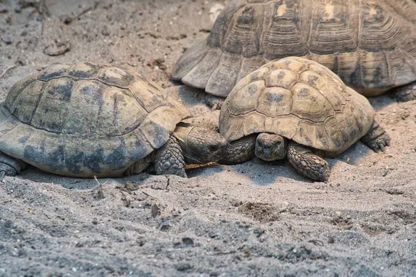 İki kaplumbağa kumlu bir yuvada