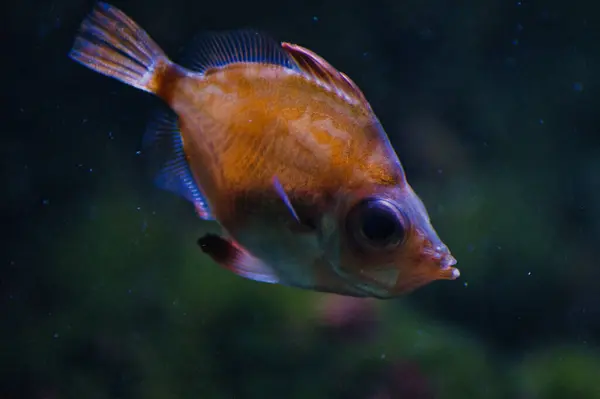 kırmızı balık (cichthichichus) ).