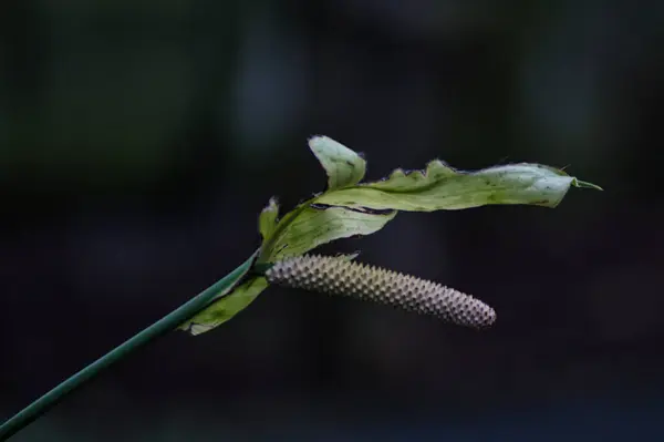 Yeşil yapraklar, bitki örtüsü, bitki yaprakları.