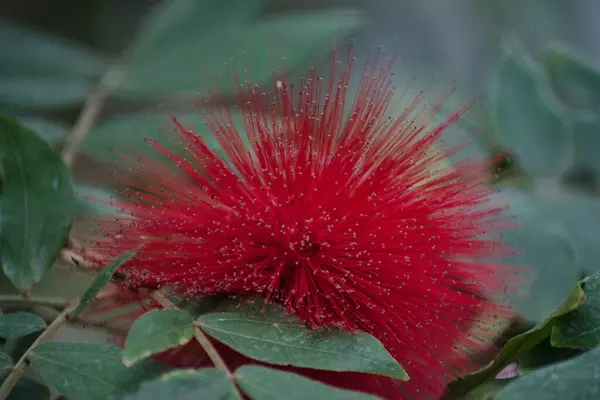 Hayvanat bahçesinde kırmızı çiçekler.