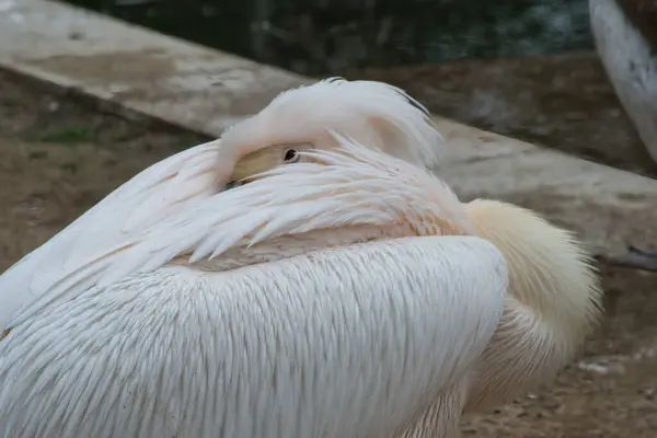 Hayvanat bahçesinde beyaz pelikan.