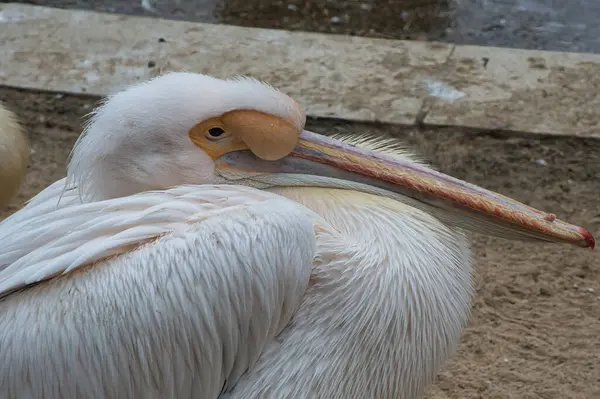 Hayvanat bahçesinde beyaz pelikan