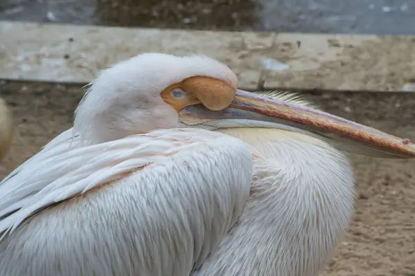Açık gagalı beyaz bir pelikana yaklaş.