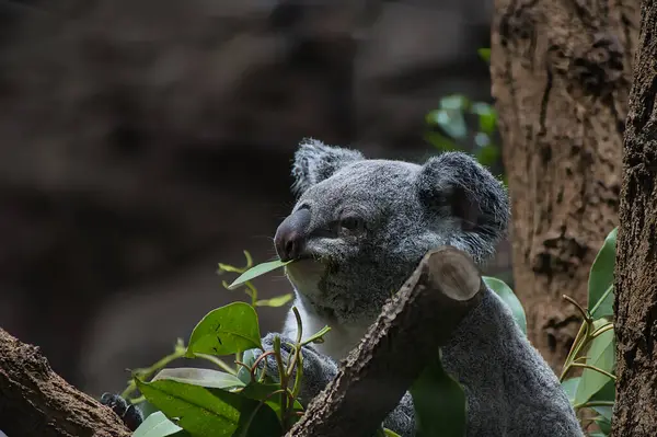 Bebek koala ağaçta oturuyor.
