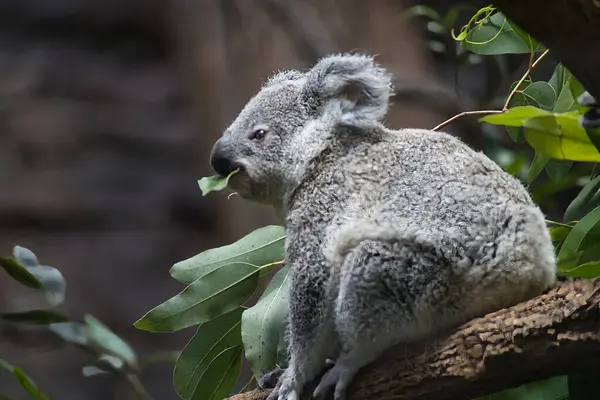 Ağaçta oturan sevimli bir bebek koalanın yakın plan fotoğrafı.