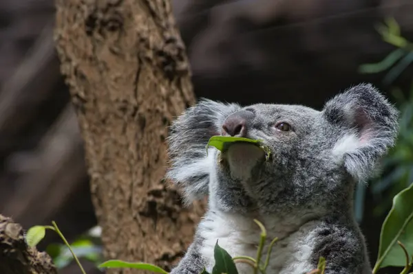 Hayvanat bahçesinde 3 'te koala. 