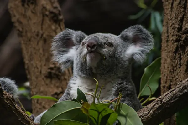 Hayvanat bahçesindeki koala