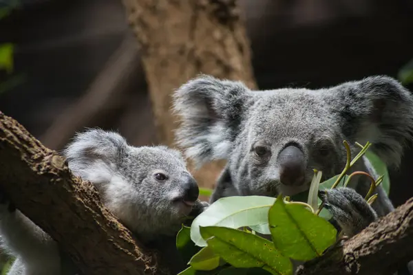 Anne ve bebek koala ağaçta oturmuş Eukalyptus yiyorlar.