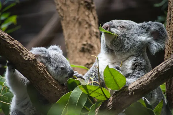 Şirin bebek koala ve ağaç dalındaki anne