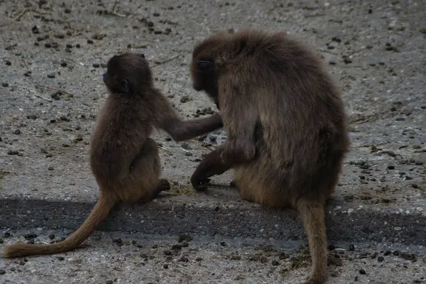 Mothe ve bebek maymun hayvanat bahçesinde