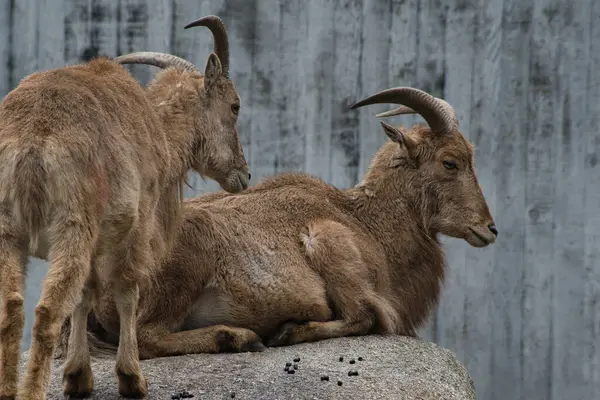 Boynuzlu genç dişi koyunlar