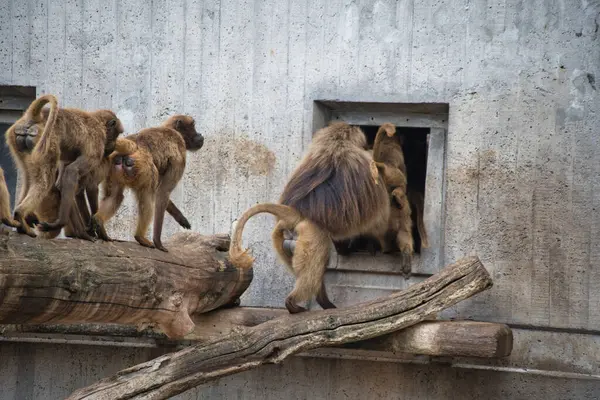 Hayvanat bahçesindeki maymun