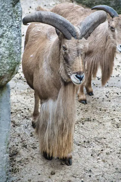 Çiftlikteki şirin bir koyunun yakın plan fotoğrafı.