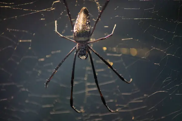 Aydınlatmalı bir örümcek ağı ve muhteşem bir örümcek ağı.