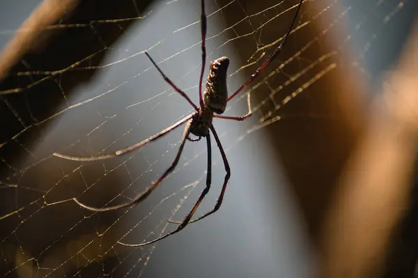 Siyah arkaplanda örümcek ağı