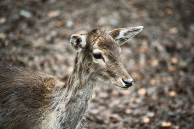 Doğadaki ormanda geyik