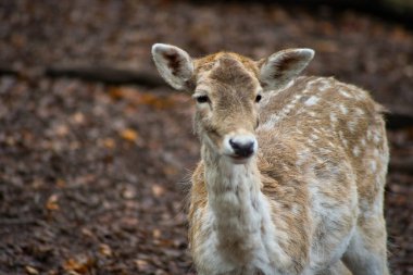 Ormandaki genç ve nadasa kalmış geyik