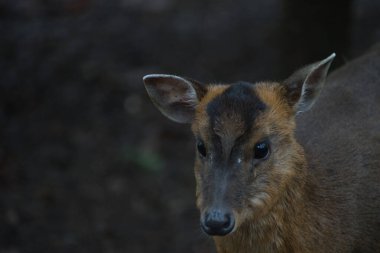 Güzel bir kızıl geyiğin yakın plan fotoğrafı.