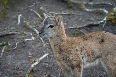Tatlı küçük keçi.