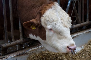 Ahırda beyaz bir ineğe yaklaş.