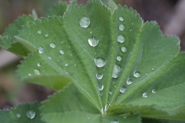 Yeşil bir yaprağın üzerine bir damla su. Makro. Yüzeyin derinliği.