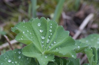 Yaprağın üzerine su damlıyor.