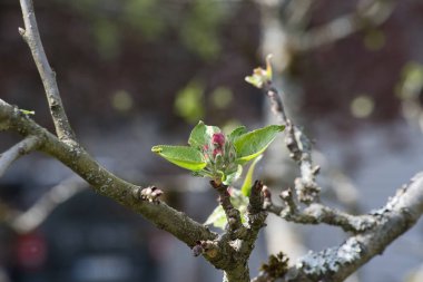 Bahçede yeşil yapraklar