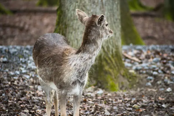 Ormandaki genç kızıl geyik