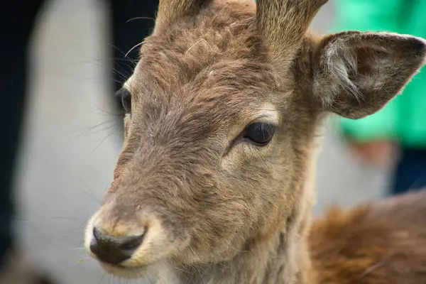 Hayvanat bahçesindeki kahverengi bir geyiğin portresi