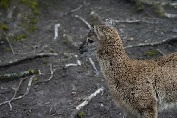 Ormanda genç bir palto 