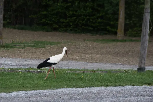 Tarlada beyaz leylekler