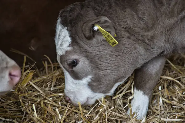 # Genç inekler pipetle #