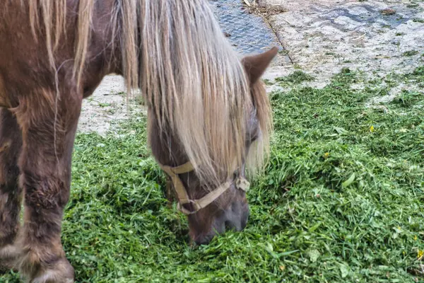 Bir köyde çayırda otlayan kahverengi bir at.