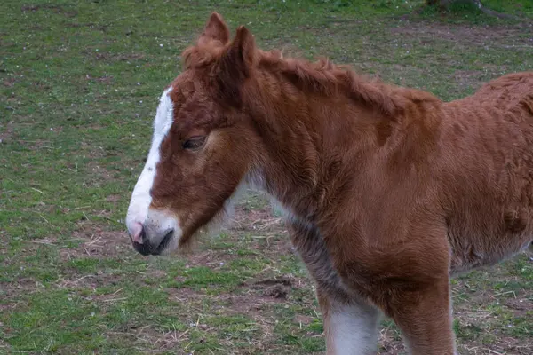 kahverengi at çiftliği