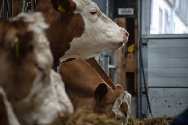 Bir ineğin portresi