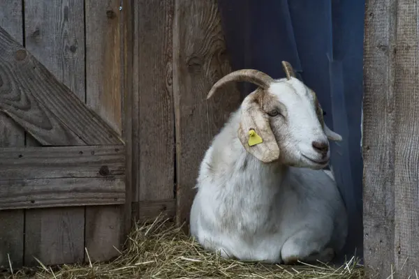 Çiftlikte boynuzlu bir keçi