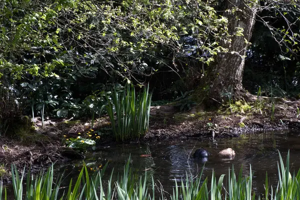 Ormandaki bir göldeki ördekler.