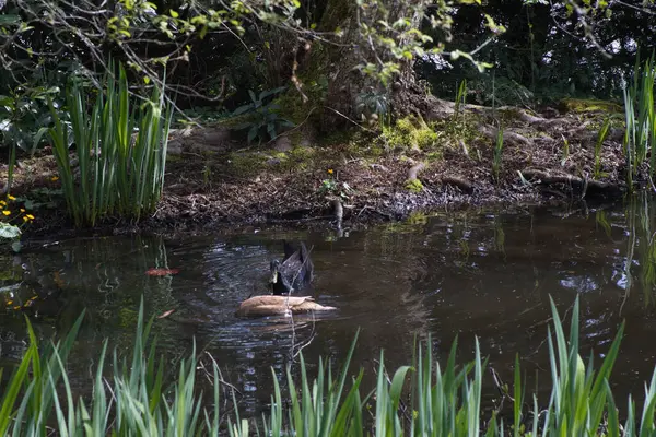 Ördekler gölde yüzüyor.