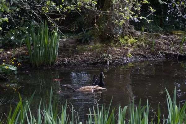 Ördek gölette yüzüyor.