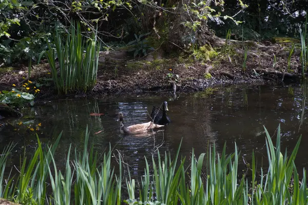 Ördek gölette yüzüyor.