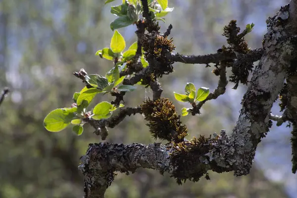 Parktaki genç ağaç, alanın sığ derinliğine dikkat et.