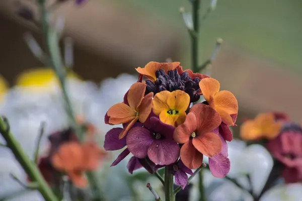 Bahçedeki çiçek tarhında güzel çiçekler