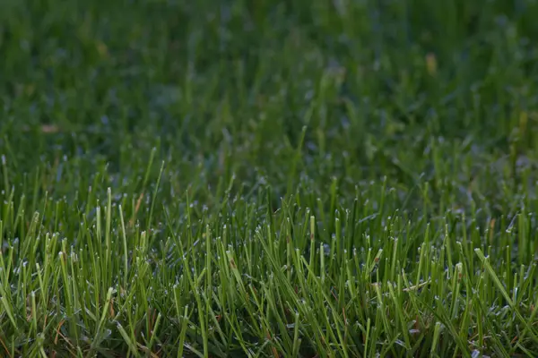 Sabahın erken saatlerinde çimlerin üzerinde çiğ ve çimen