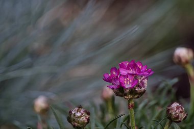 Bahçedeki güzel çiçekler