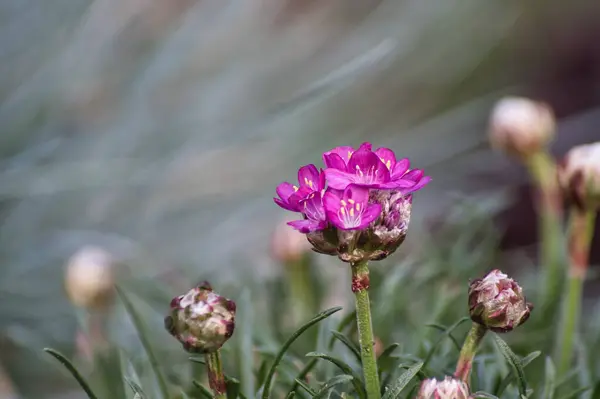Güzel botanik fotoğrafı, doğal duvar kağıdı.