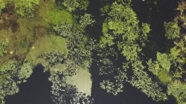 Tisza Gölü 'nün havadan görünüşü. Yüzen su zambakları, sazlıklar ve mavi gökyüzünü ve bulutları yansıtan çarpıcı bir ayna efekti. Biyolojik çeşitlilik ve doğal güzellik, tatlı su ekosistemi. Su bitkileri. Yazın tepeden aşağı göl çekimi.. 