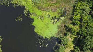 Tisza Gölü 'nün havadan görünüşü. Yüzen su zambakları, sazlıklar ve mavi gökyüzünü ve bulutları yansıtan çarpıcı bir ayna efekti. Biyolojik çeşitlilik ve doğal güzellik, tatlı su ekosistemi. Su bitkileri. Yazın tepeden aşağı göl çekimi.. 